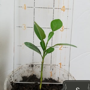 May include: A small green plant growing in a white plastic pot. The plant is about 2 inches tall and has several leaves. The pot is sitting on a wooden surface. The plant is labeled "S".