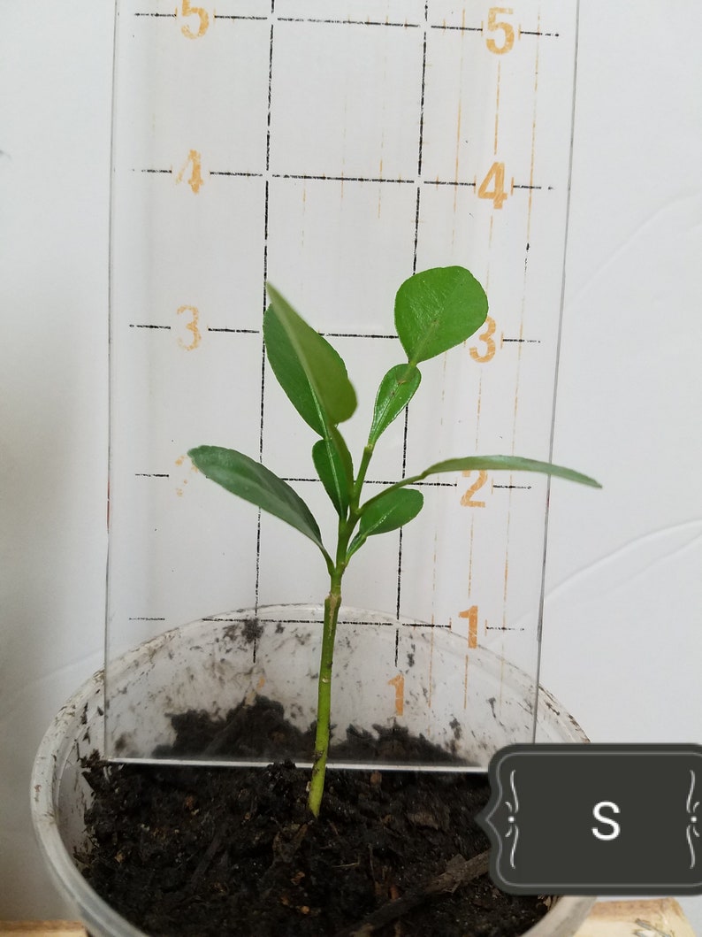 May include: A small green plant growing in a white plastic pot. The plant is about 2 inches tall and has several leaves. The pot is sitting on a wooden surface. The plant is labeled "S".