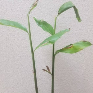 May include: A potted plant with two slender green stalks and elongated, pointed leaves. The foliage is light green with some visible brown, dry edges on several of the leaves. The plant is contained in a dark, circular plastic nursery pot.