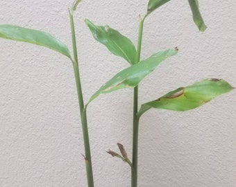 May include: A potted plant with two slender green stalks and elongated, pointed leaves. The foliage is light green with some visible brown, dry edges on several of the leaves. The plant is contained in a dark, circular plastic nursery pot.