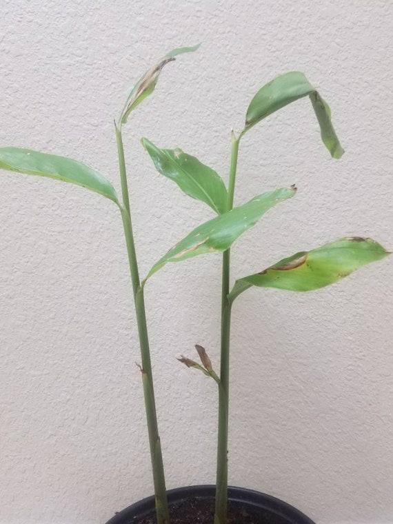 SALE!! Live Galangal plant, Fresh Galangal root, Galangal rhizome, live galangal seedling , Galangal plant for sale,  Galangal live plant