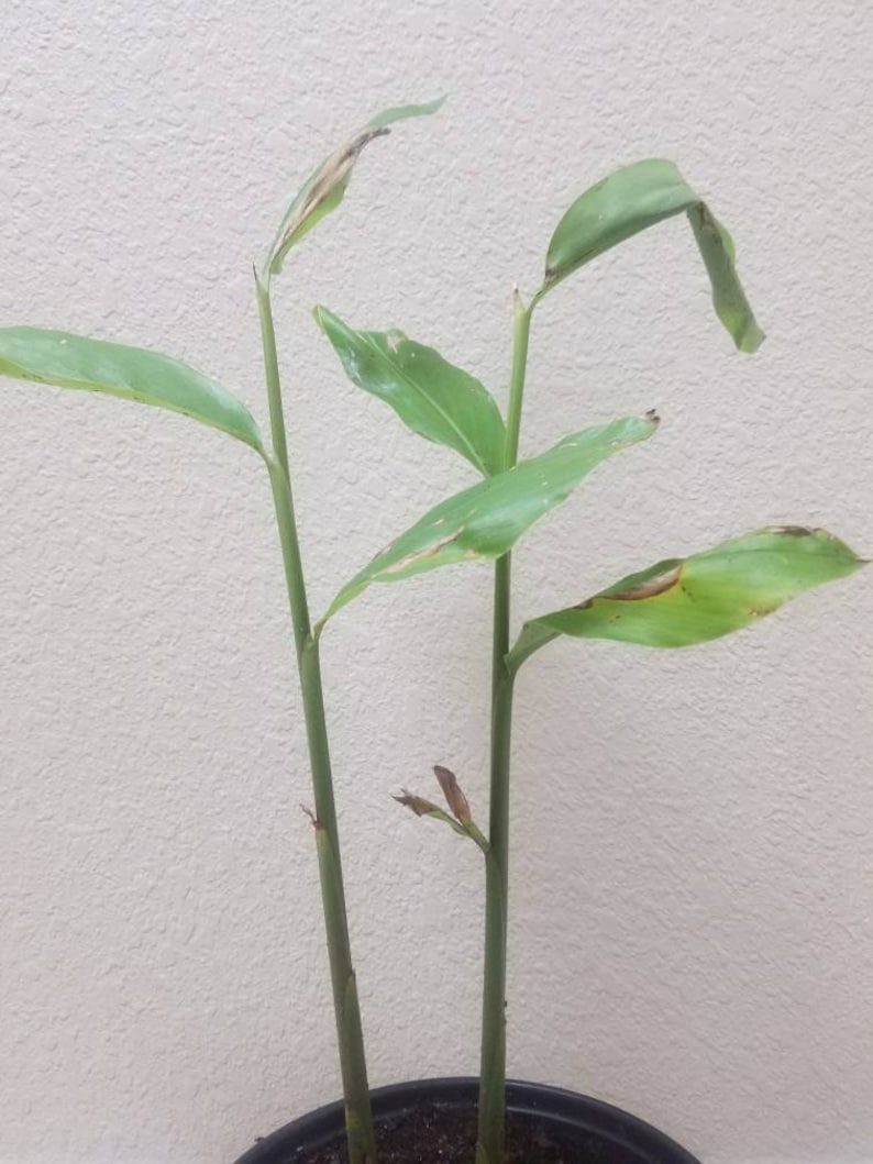 May include: A potted plant with two slender green stalks and elongated, pointed leaves. The foliage is light green with some visible brown, dry edges on several of the leaves. The plant is contained in a dark, circular plastic nursery pot.