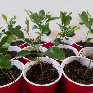 May include: A close-up of ten small potted plants with green leaves in red plastic cups. The plants are all growing in a similar way, with a single stem and several leaves.