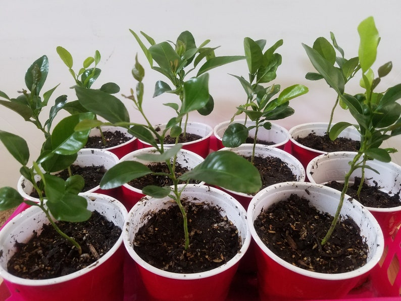 May include: A close-up of ten small potted plants with green leaves in red plastic cups. The plants are all growing in a similar way, with a single stem and several leaves.