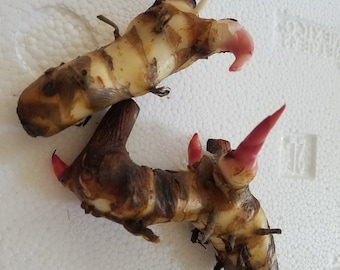 May include: Two rhizomes with tan and brown skin and pink tips, displayed on a white surface. The rhizomes have a textured appearance and are labeled with the text "2 rhizomes" in a green rectangle.
