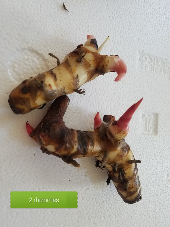 Live Galangal rhizome, Fresh Galangal root, Galangal plant, Fresh culinary root,   Galangal live rhisome