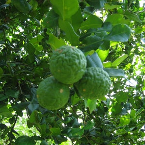 May include: Close-up of green kaffir lime fruits hanging from a tree branch. The fruits have a bumpy texture and are surrounded by green leaves.