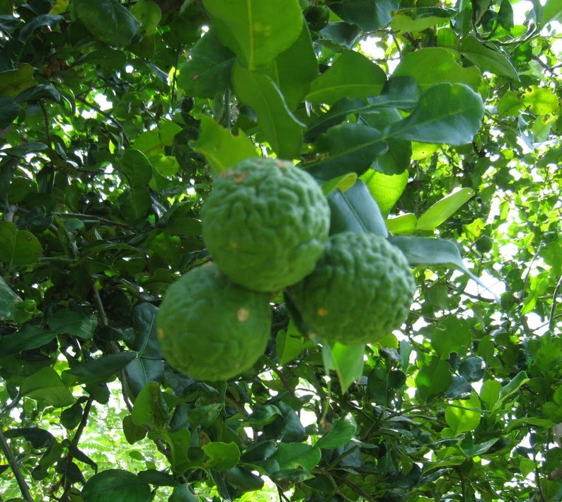 May include: Close-up of green kaffir lime fruits hanging from a tree branch. The fruits have a bumpy texture and are surrounded by green leaves.