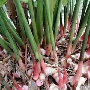 May include: A cluster of ginger plants featuring long, slender green stalks that transition into pale pink and white rhizomes at the base. The roots are partially exposed, showing a fibrous texture and light coloration nestled within the soil.