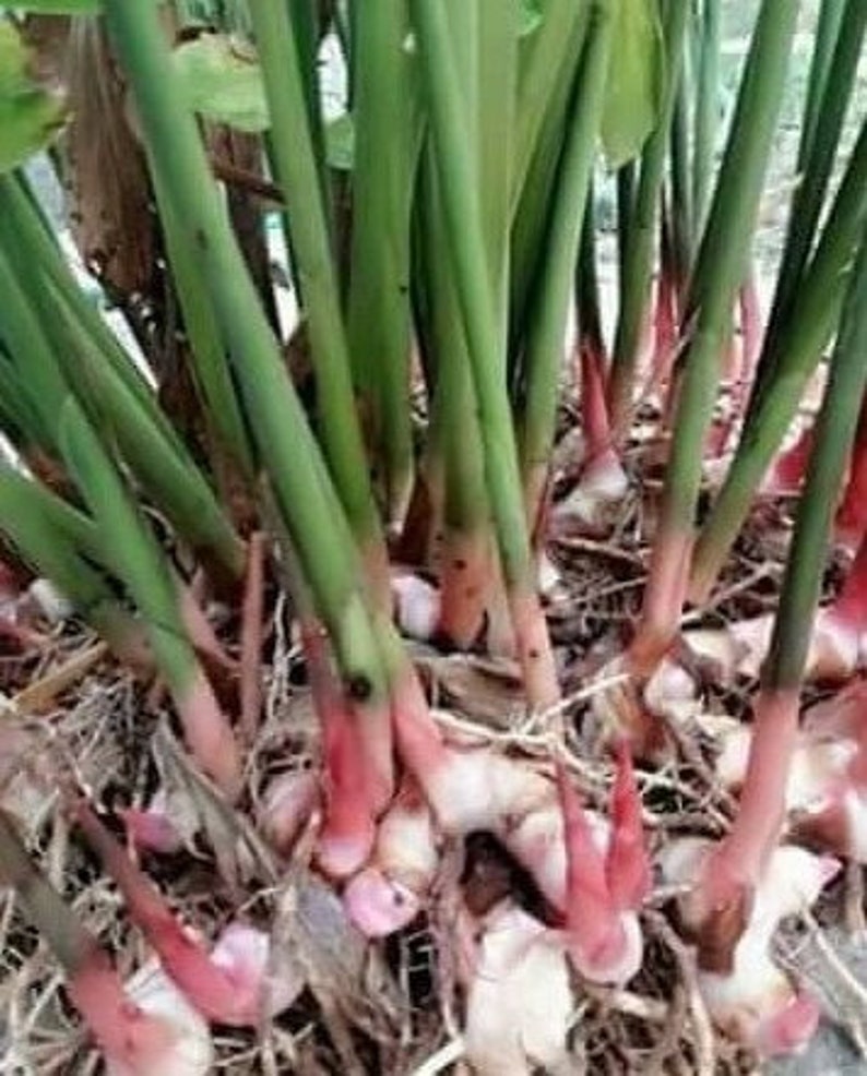 Live Galangal plant Fresh Galangal root Galangal rhizome Etsy