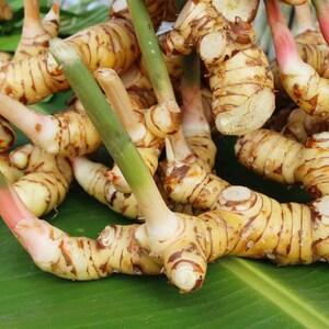 May include: A cluster of fresh galangal rhizomes featuring light tan, segmented skin with dark brown horizontal rings and smooth, pale flesh. Several firm, green stalks with reddish-pink bases extend upward from the knobby, branching root structure.