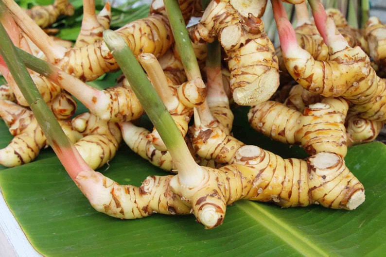 May include: A cluster of fresh galangal rhizomes featuring light tan, segmented skin with dark brown horizontal rings and smooth, pale flesh. Several firm, green stalks with reddish-pink bases extend upward from the knobby, branching root structure.
