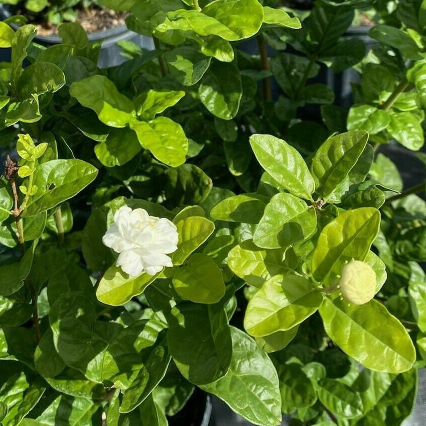 Grand Duke Jasmine Plant Jasmine Seedling Live Jasmine Etsy