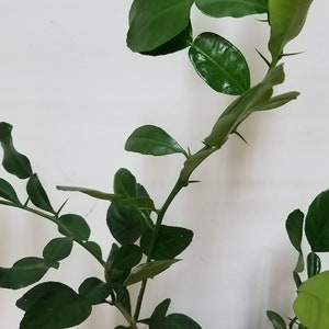May include: Two potted kaffir lime plants with green leaves and thorns. The plants are in black plastic pots with brown soil.