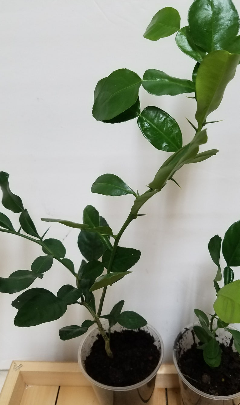 May include: Two potted kaffir lime plants with green leaves and thorns. The plants are in black plastic pots with brown soil.