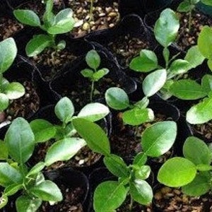 May include: Close-up of a group of small, green citrus seedlings in black plastic pots. The seedlings have several leaves and are growing in a brown soil mix.