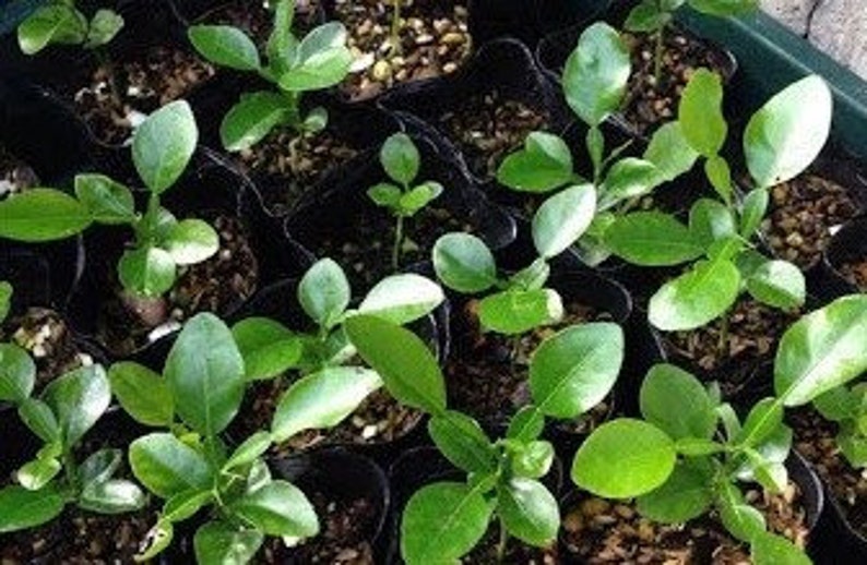 May include: Close-up of a group of small, green citrus seedlings in black plastic pots. The seedlings have several leaves and are growing in a brown soil mix.