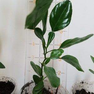 May include: A small green plant with leaves growing in a white plastic pot. The plant is about 6 inches tall and is measured against a ruler with markings in inches.