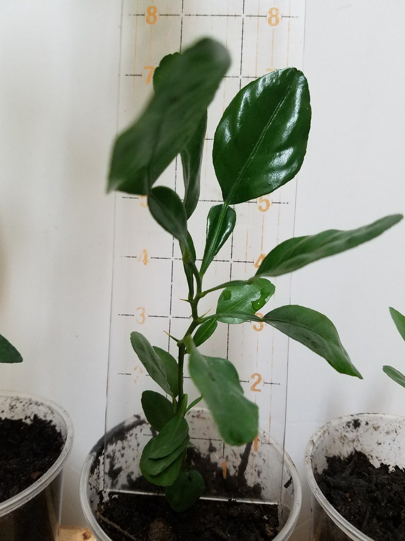 May include: A small green plant with leaves growing in a white plastic pot. The plant is about 6 inches tall and is measured against a ruler with markings in inches.