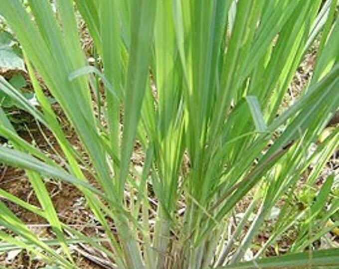 4 Lemongrass Stalks Plants Well Rooted, Live Lemongrass For Planting 5 To 7 Inch