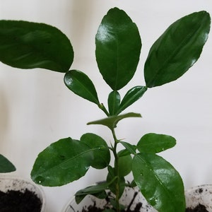 May include: A small green plant with multiple leaves growing in a clear plastic pot with brown soil.