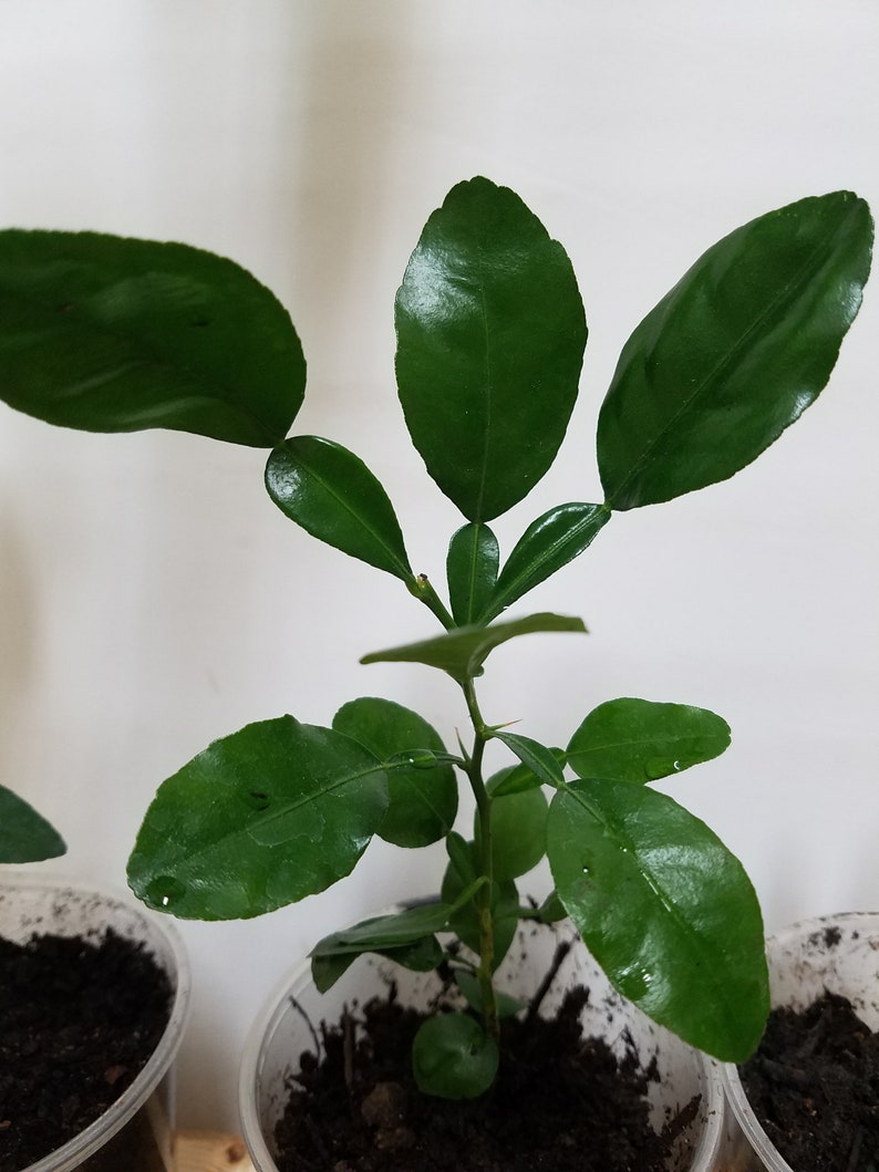 May include: A small green plant with multiple leaves growing in a clear plastic pot with brown soil.