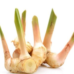 May include: A fresh galangal rhizome featuring a knobby, light beige root structure with several upright, smooth, pale green shoots extending from the top. The plant material displays a firm, fibrous texture with subtle pinkish-tan skin tones.