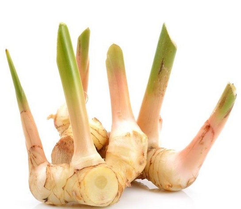 May include: A fresh galangal rhizome featuring a knobby, light beige root structure with several upright, smooth, pale green shoots extending from the top. The plant material displays a firm, fibrous texture with subtle pinkish-tan skin tones.