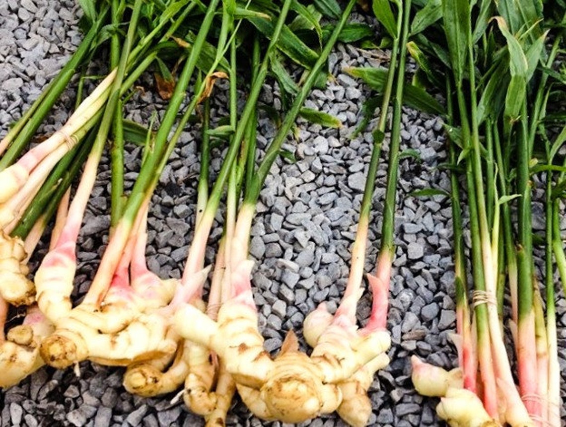 Live ginger rhizome Fresh ginger root ginger plant starter Etsy