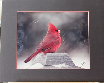 Cardinal Weathering the Storm/Fine Art Photography Signed, Mounted &Double Matted/Birthday, Housewarming, Christmas