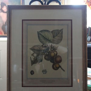 Vintage French Botanical Etching, Museum Framed/M. Duhamel du Monceau Botanical Etching/French Hand-Colored Restrike Etching, Framed