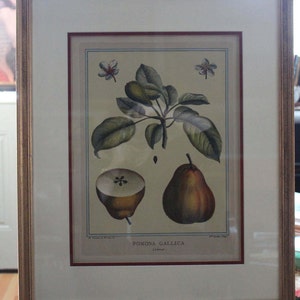 French Botanical Restrike Etching/M. Duhamel du Monceau Botanical Etching/Vintage French Hand-Colored Restrike Etching