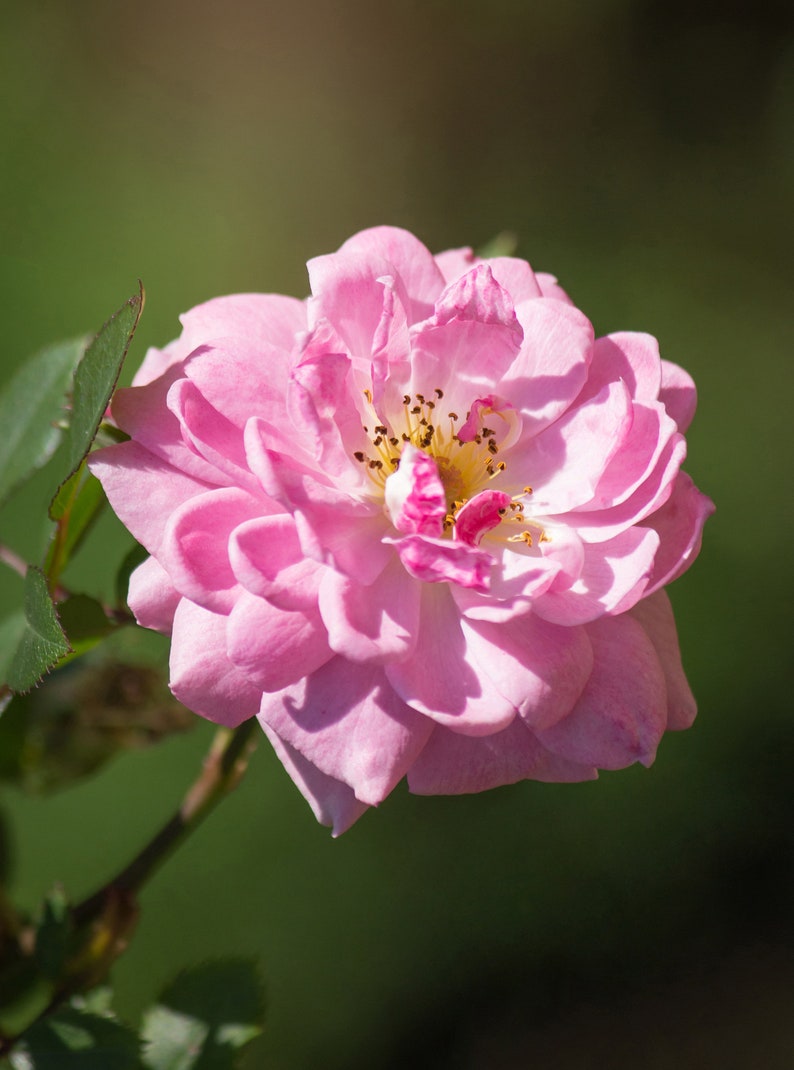 Homemade Rose Petal Powder, Natural Face & Body Mask, 50g - Etsy