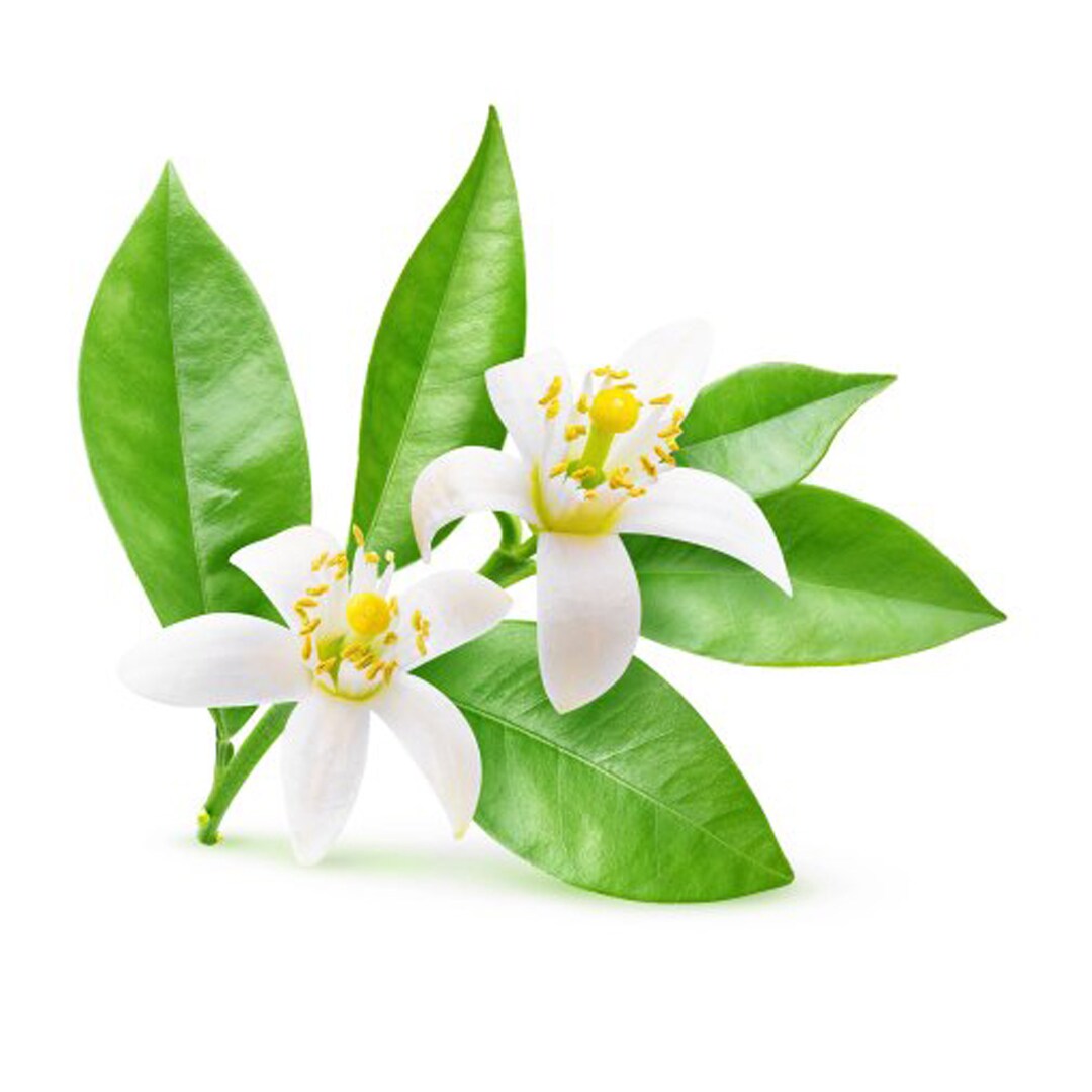 Pure Neroli Water, A Fragrant Delight, Packing May Vary we Create Good ...