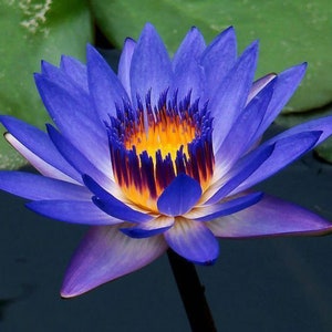May include: A vibrant blue water lily with a yellow and purple center. The flower has multiple petals and is in full bloom.