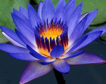 Blue Lotus Absolute Oil, 50ml (We create good healthy hand made spices & edible items with air tight packing)