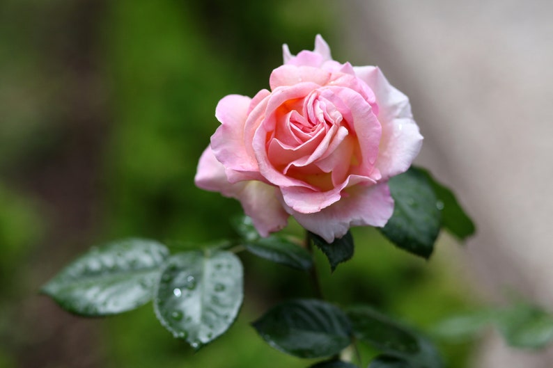 Homemade Rose Petal Powder, Natural Face & Body Mask, 50g - Etsy
