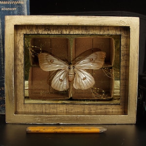 Framed Butterfly Original Art Limited Edition Mixed Media/ Photography/digital/wall art/drawing/paper