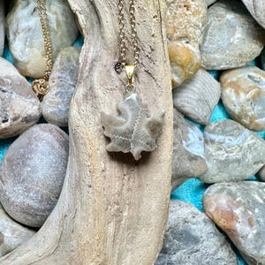 May include: A necklace featuring a light gray, leaf-shaped fossil pendant with a visible internal radial pattern. The pendant is attached to a thin, gold-toned metal chain. The fossil has a smooth, textured surface and a distinct, pointed shape.