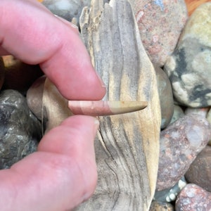Op de afbeelding: Een stuk drijfhout met een natuurlijke, verweerde afwerking. Het hout heeft een lichtbruine kleur met donkerbruine strepen. Het drijfhout wordt vastgehouden door een hand, en er zijn verschillende gladde, kleurrijke stenen op de achtergrond.
