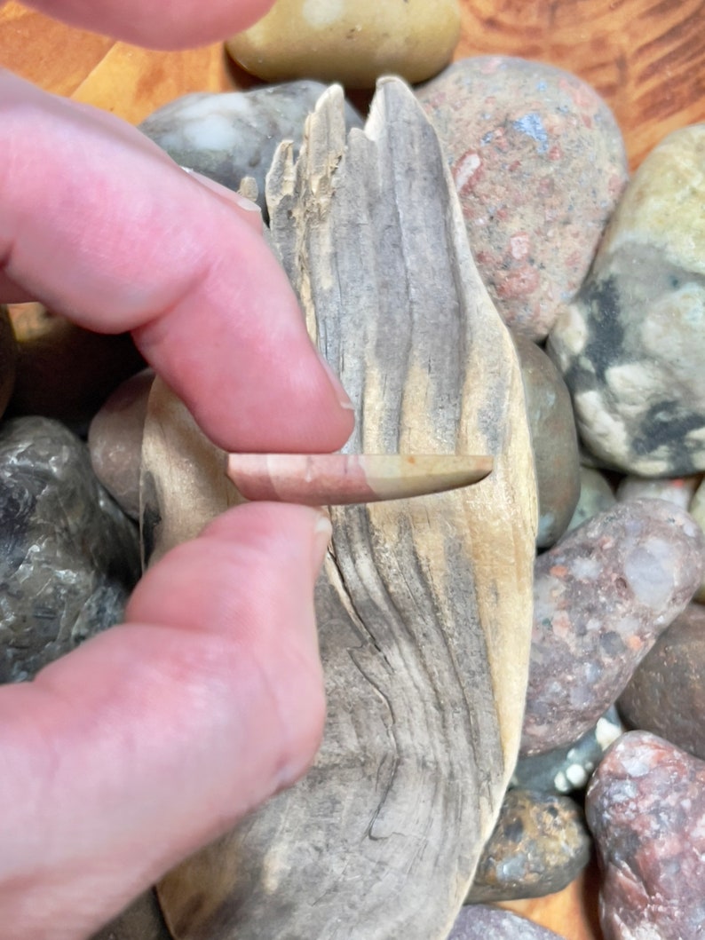 Op de afbeelding: Een stuk drijfhout met een natuurlijke, verweerde afwerking. Het hout heeft een lichtbruine kleur met donkerbruine strepen. Het drijfhout wordt vastgehouden door een hand, en er zijn verschillende gladde, kleurrijke stenen op de achtergrond.