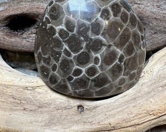 Striking! Beautiful Polished Petoskey Stone
