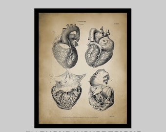 Heart Anatomy Art Poster 2, Vintage Heart Book Plate Illustration Print ...