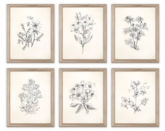 Vintage Botanical Sketch Prints, Set of Six, Farmhouse Wall Art