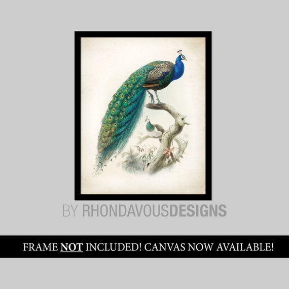 Peacock Vintage Bird Illustration Wall Art. Vintage Audubon Art. Peacock Art. Wall Art. Wall Decor. Living Room Art. Dining Room Art. S470