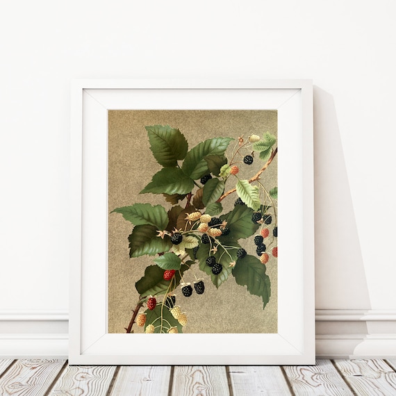Blackberry Art Print. Dewberry Print. Botanical Art. Botanical Print. Botanical Illustration. Farmhouse Bedroom Art. Kitchen Art. S484