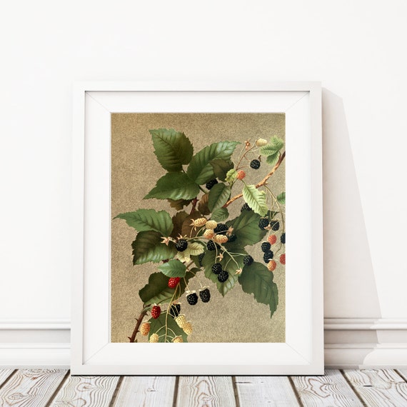 Blackberry Art Print. Dewberry Print. Botanical Art. Botanical Print. Botanical Illustration. Farmhouse Bedroom Art. Kitchen Art. S484