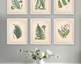 May include: Six framed botanical prints featuring detailed illustrations of ferns in various arrangements. The prints have a cream-colored background and are set in white distressed wooden frames. A white vase with flowers sits on a white dresser below.