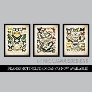 Butterflies And Moths Art. Vintage Butterfly Prints. Lepidopterist Butterfly Book Plate Prints. Entomology Illustration. Insect Biology. 830