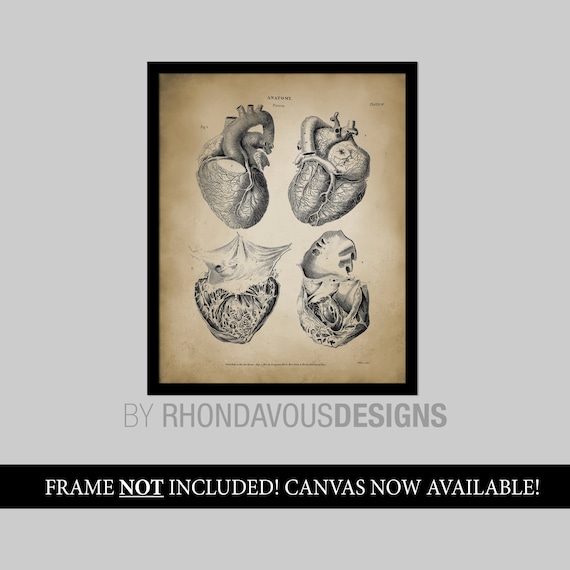 Heart Anatomy Art Poster. Vintage Heart Book Plate Illustration Print. Antique Heart Diagram Poster. Human Biology Student Gift Idea. S477